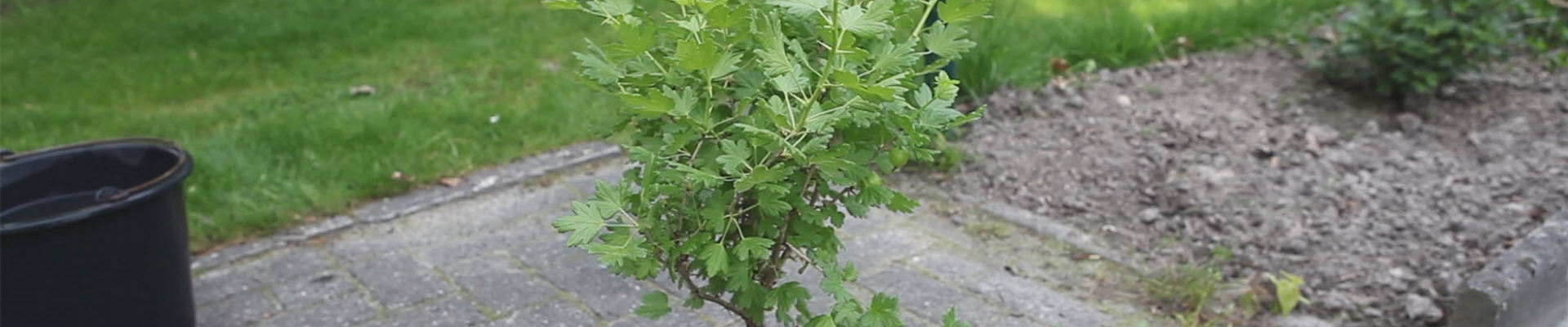 Stachelbeere - Einpflanzen im Garten (thumbnail)