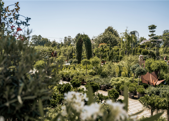 Baumschule/Produktion Baumschule/Produktion