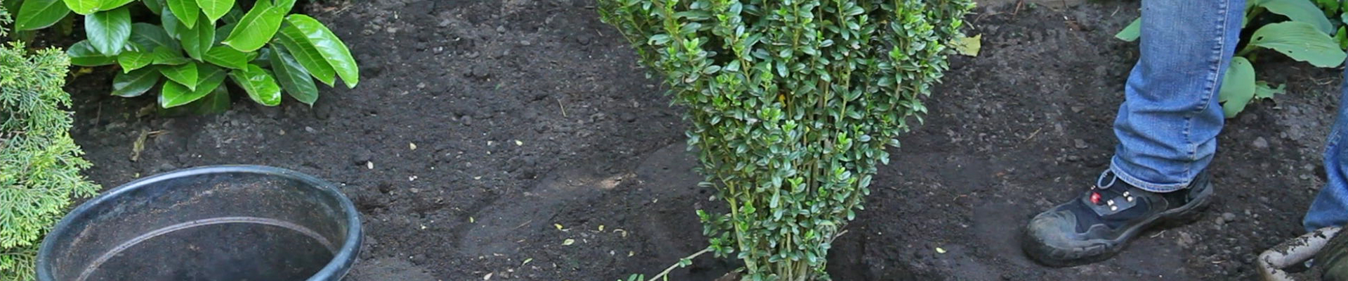 Stechpalme - Einpflanzen im Garten (thumbnail)