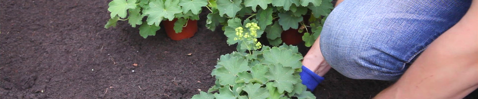 Frauenmantel - Einpflanzen im Garten (thumbnail)