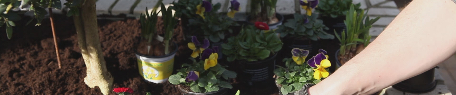 Blumenkasten - Frühlingshafte Bepflanzung (thumbnail)