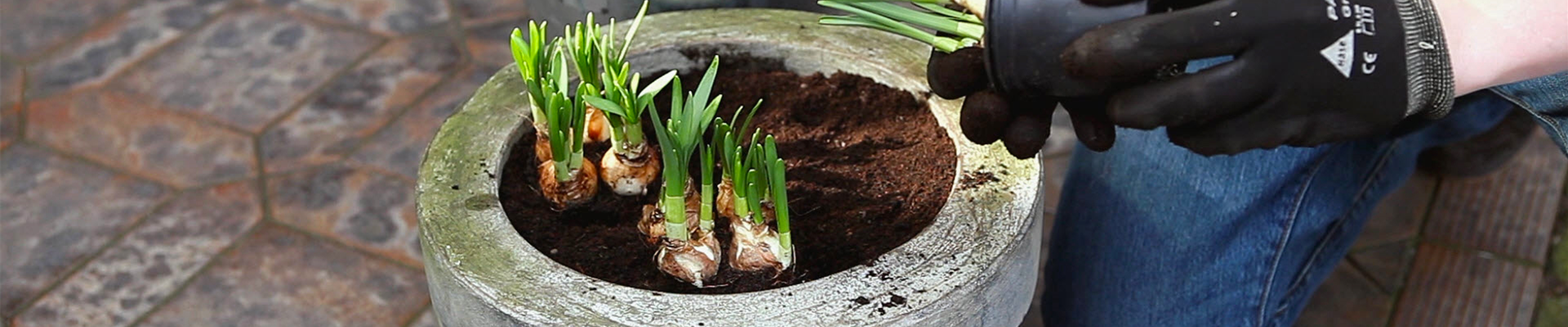 Osterglocken - Einpflanzen in ein Gefäß (thumbnail)