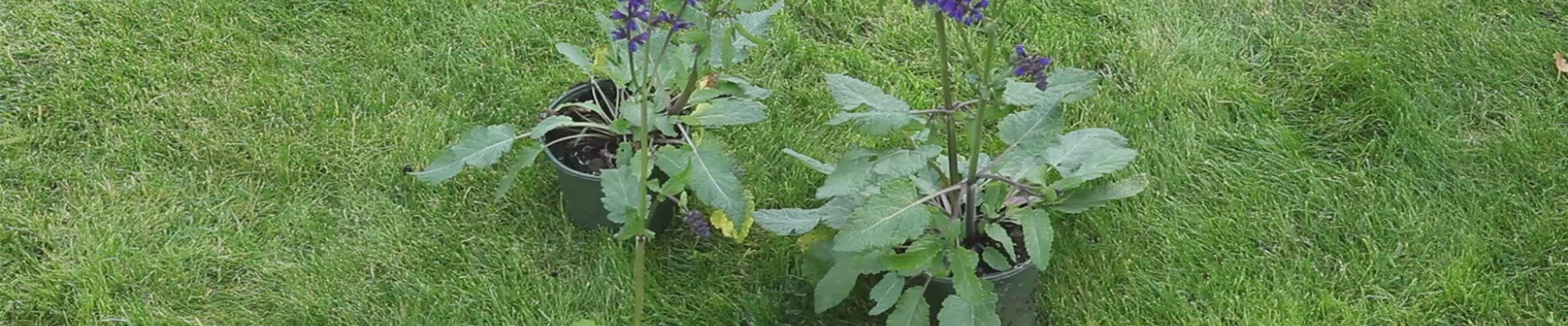 Salbei - Einpflanzen im Garten (thumbnail)