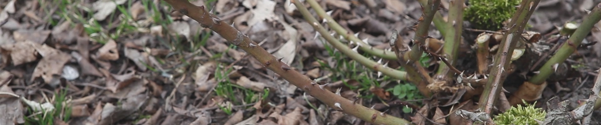 Beetrosen - Zurückschneiden im Frühling (thumbnail)