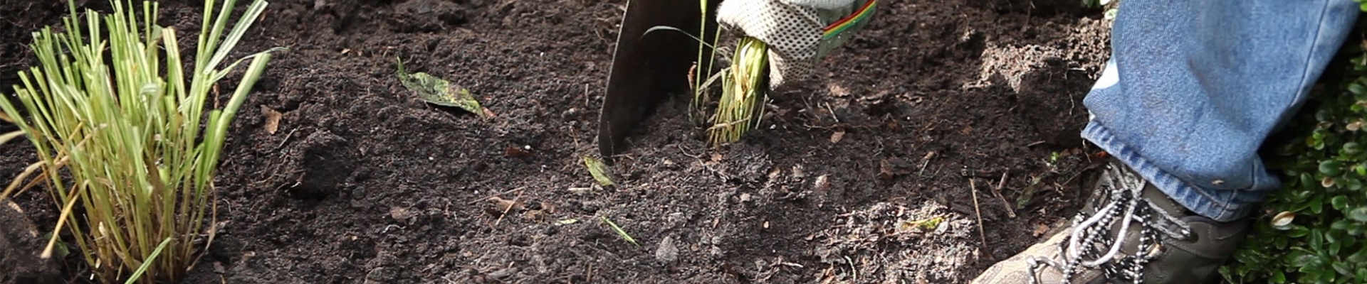 Gräser - Vermehren im Frühling (thumbnail)