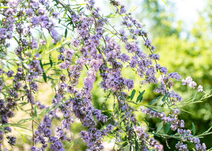 Sommerflieder im Garten als Schmetterlingsmagnet