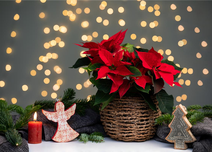 Weihnachtsstern pflanzen - Nicht nur an Weihnachten ein Muss