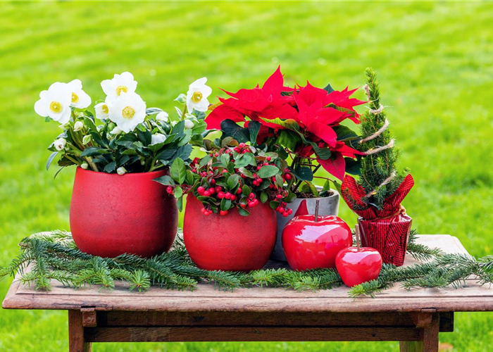 Mit den besten Pflanzen zu Weihnachten festliche Stimmung schaffen