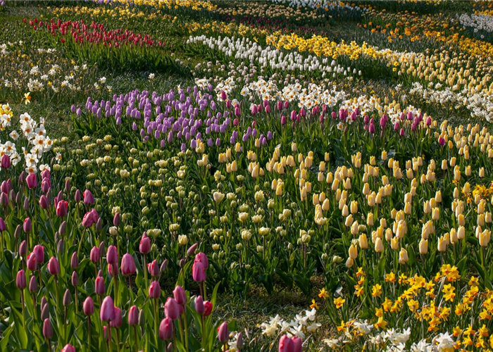 Zwiebel- und Knollenpflanzen zurückschneiden – Ja oder nein? 