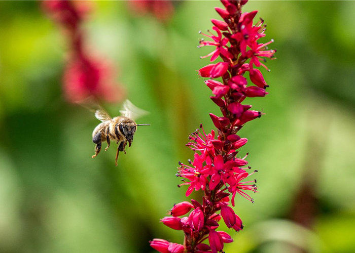 Bienenfreundliche Balkonpflanzen für Bienensnacks in der Stadt Bienenfreundliche Balkonpflanzen für Bienensnacks in der Stadt