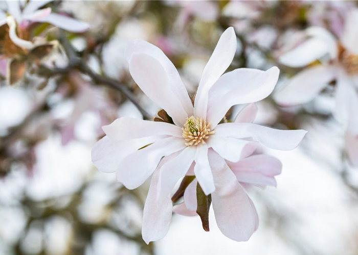 Frühblühende Gehölze zum Start ins neue Gartenjahr Frühblühende Gehölze zum Start ins neue Gartenjahr