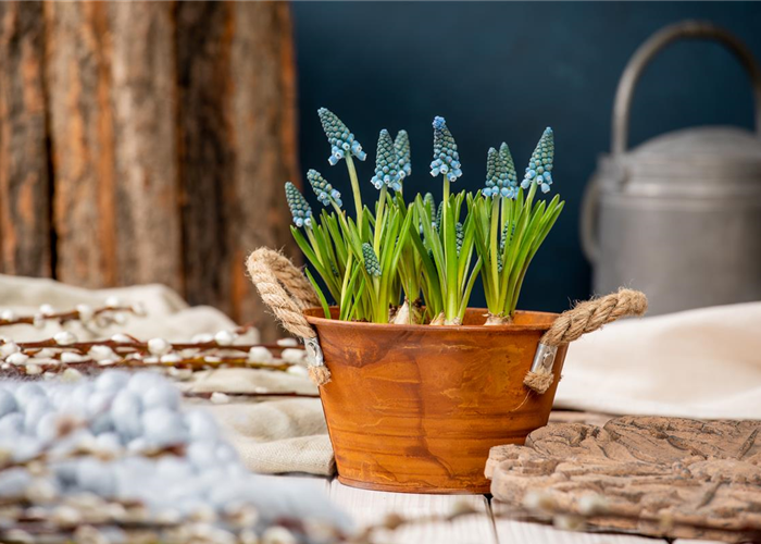 Die schönsten Frühblüher für Balkon und Terrasse