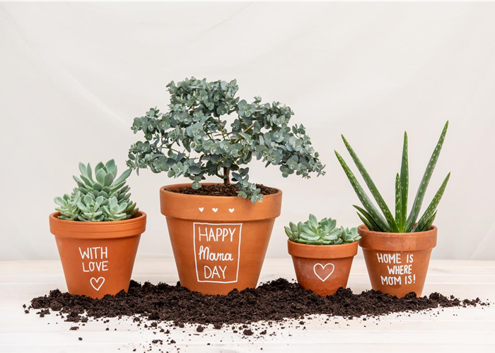 Danke Mama! – Die beliebtesten Blumen zum Muttertag Danke Mama! – Die beliebtesten Blumen zum Muttertag