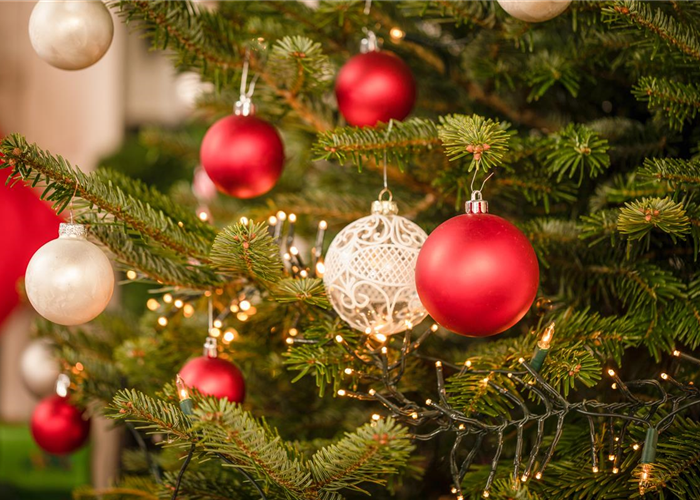 Die beliebtesten Pflanzen als Weihnachtsbaum