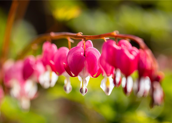 Die besten Pflanzen für den Schatten Die besten Pflanzen für den Schatten