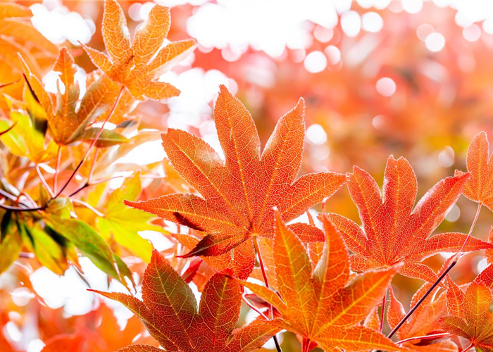 Die schönsten Gehölze für den goldenen Herbst Die schönsten Gehölze für den goldenen Herbst