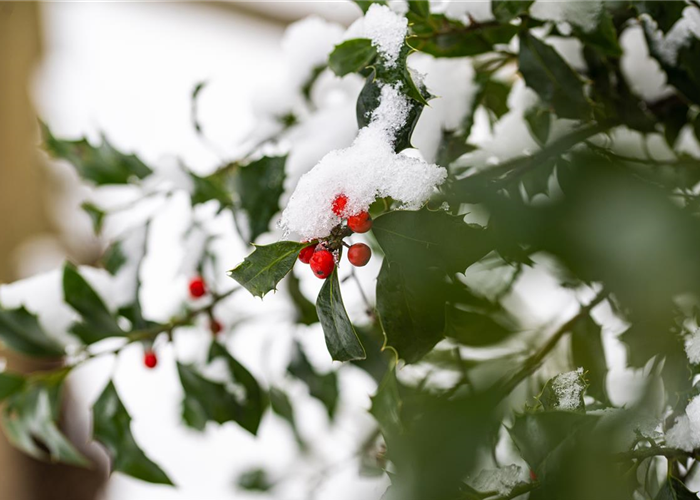 Gartenarbeit im Winter – Vorsicht bei Frost! Gartenarbeit im Winter – Vorsicht bei Frost!