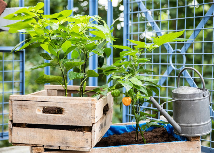 Urban Gardening Ideen für wenig Platz Urban Gardening Ideen für wenig Platz