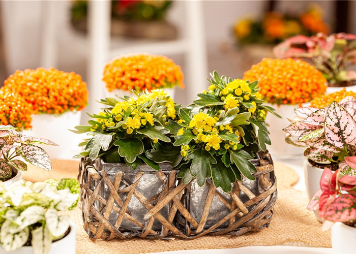 Balkonpflanzen im Herbst – Bunte Farben durch hübsche Blüten und Blätter Balkonpflanzen im Herbst – Bunte Farben durch hübsche Blüten und Blätter