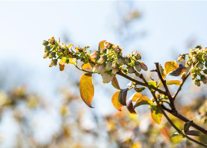 Beerensträucher pflegen – So gibt es bald viele leckere Snacks
