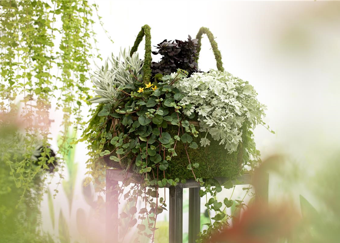 Blattschmuckpflanzen sorgen für Ruhe und Harmonie im Garten Blattschmuckpflanzen sorgen für Ruhe und Harmonie im Garten