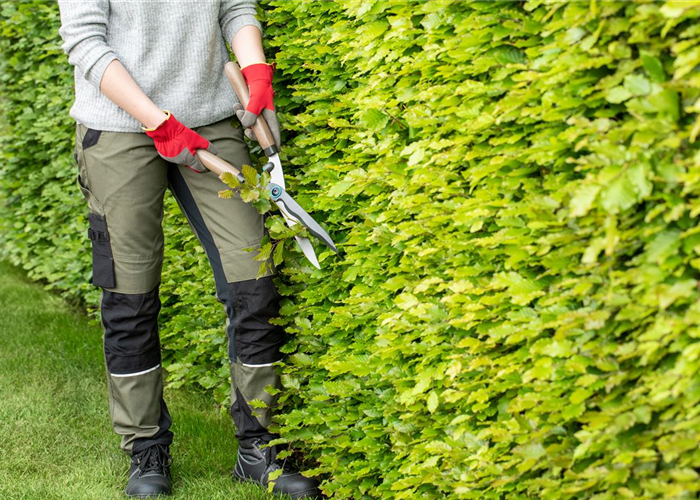 Dekorativ und praktisch zugleich: Die Hecke als Sichtschutz  Dekorativ und praktisch zugleich: Die Hecke als Sichtschutz