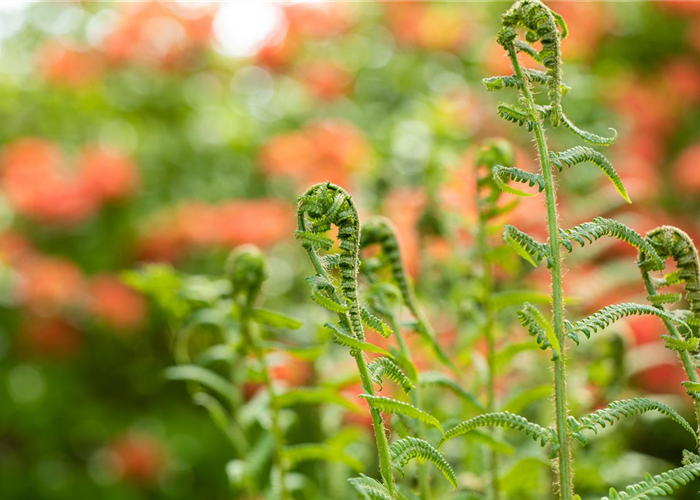 Der richtige Umgang mit giftigen Farnen im Garten Der richtige Umgang mit giftigen Farnen im Garten
