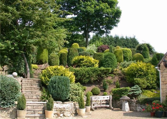 Die Koniferen überzeugen durch ihre eindrucksvolle Vielfalt Die Koniferen überzeugen durch ihre eindrucksvolle Vielfalt