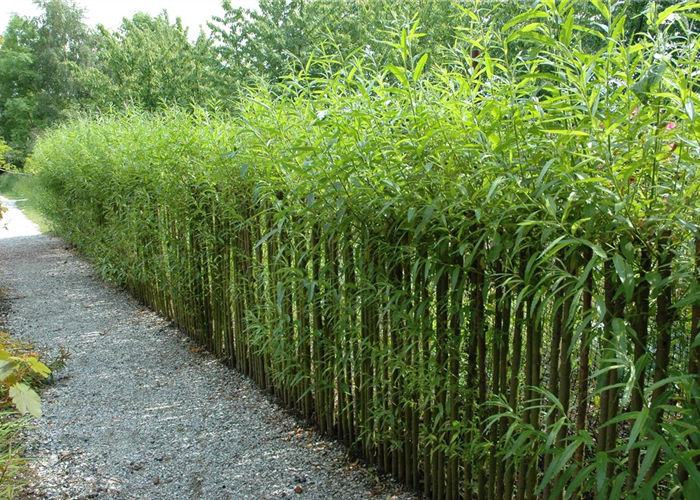 Ein Sichtschutz im Garten sorgt für mehr Privatsphäre