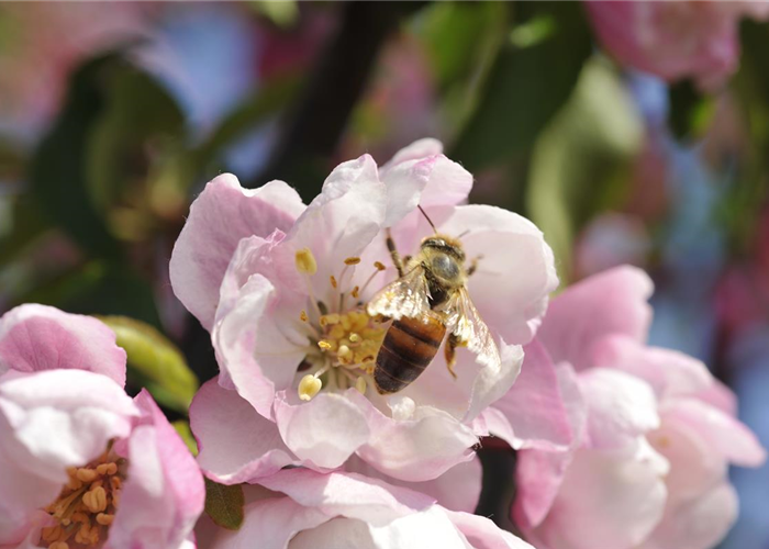 Erfolgreich bienenfreundliche Bäume und Sträucher anpflanzen Erfolgreich bienenfreundliche Bäume und Sträucher anpflanzen
