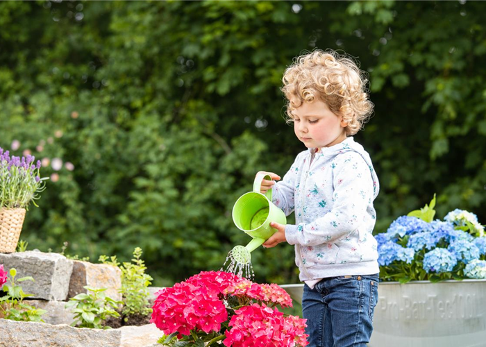 Für bunte Blütenpracht Hortensien pflegen und richtig düngen Für bunte Blütenpracht Hortensien pflegen und richtig düngen