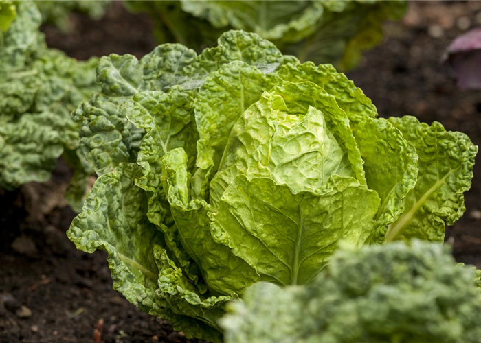 Gemüseanbau im Gewächshaus – so wird es ein voller Erfolg! Gemüseanbau im Gewächshaus – so wird es ein voller Erfolg!