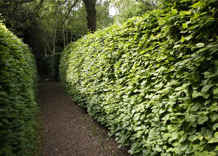 Gut geschützt – Hecken pflanzen und den Garten ungestört genießen Gut geschützt – Hecken pflanzen und den Garten ungestört genießen