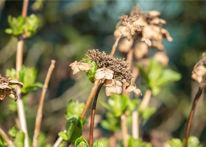 Hortensien schneiden ist gar nicht so einfach – oder doch?