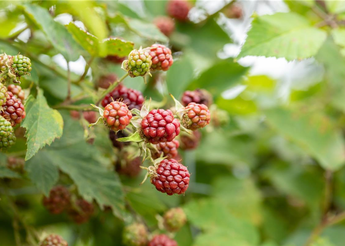 Im Frühjahr Brombeeren pflanzen für eine erfolgreiche Ernte Im Frühjahr Brombeeren pflanzen für eine erfolgreiche Ernte