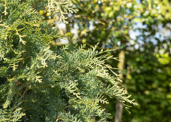 Immergrüne Nadelgehölze im Garten sind vielseitig einsetzbar Immergrüne Nadelgehölze im Garten sind vielseitig einsetzbar