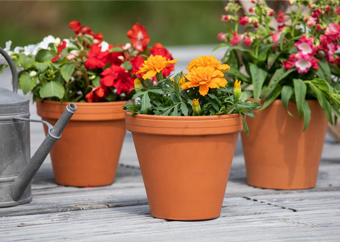 In der Menge des Angebots die richtigen Pflanzgefäße finden In der Menge des Angebots die richtigen Pflanzgefäße finden