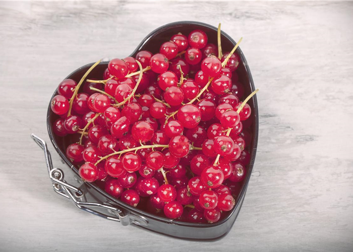 Johannisbeeren – Leckere Snacks für große und kleine Naschkatzen