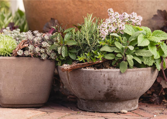 Mehr als nur aromatisch: Die gesunden Nährstoffe in Kräutern Mehr als nur aromatisch: Die gesunden Nährstoffe in Kräutern