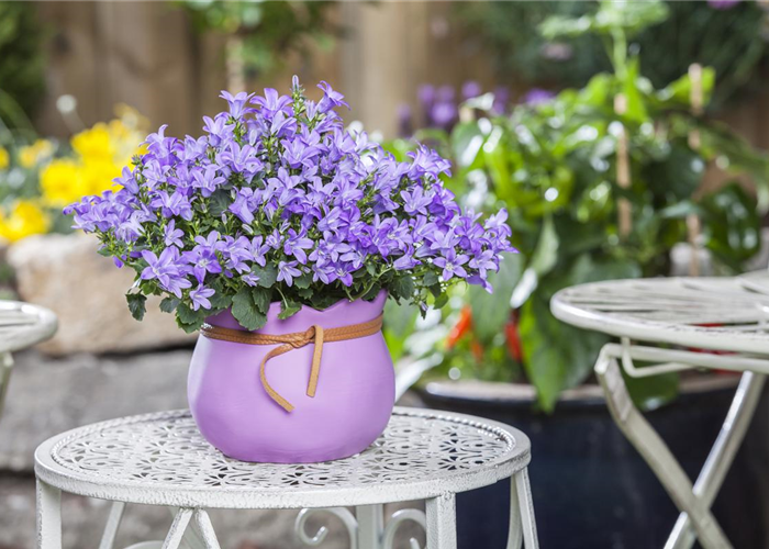 Pflanzgefäße in der passenden Größe finden leicht gemacht Pflanzgefäße in der passenden Größe finden leicht gemacht