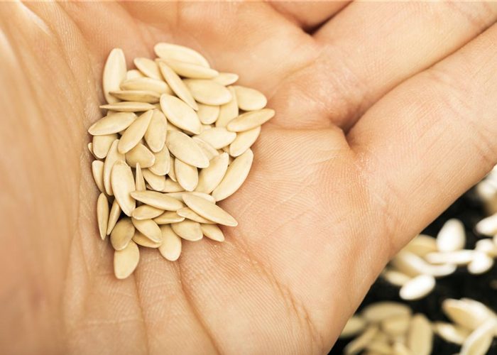 Sämereien auf ihre Haltbarkeit prüfen Sämereien auf ihre Haltbarkeit prüfen