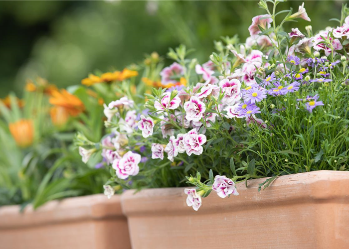 Schädlinge auf dem Balkon bekämpfen