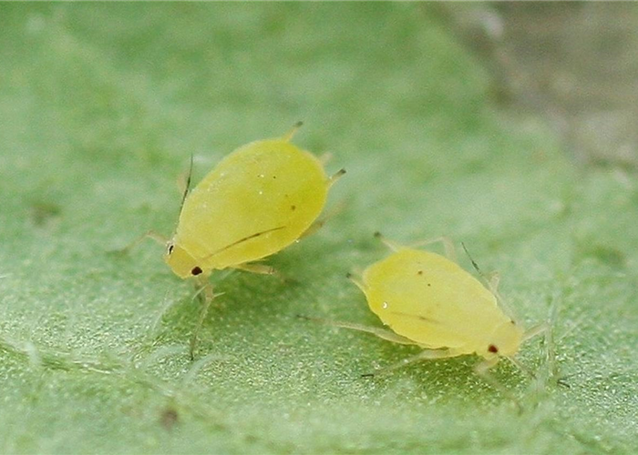 Schädlinge im Garten richtig erkennen und bekämpfen