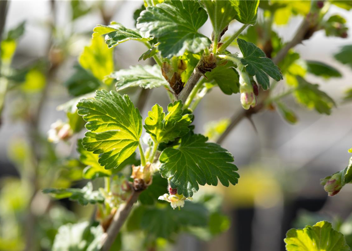 Stachelbeeren richtig pflanzen und pflegen