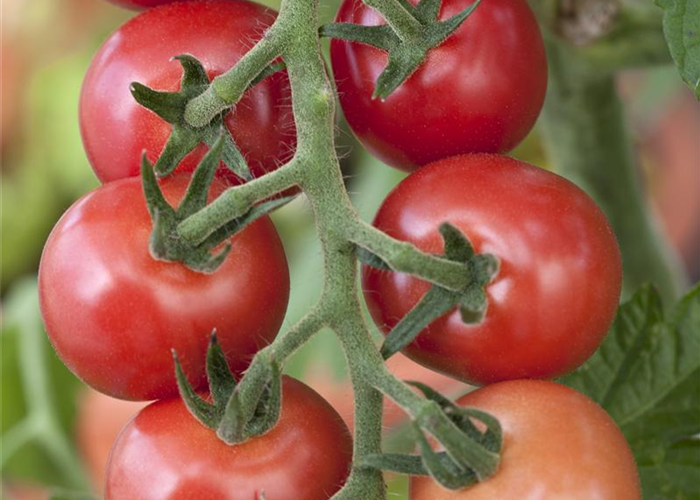 Tomaten – vielseitiges Gemüse für drinnen und draußen Tomaten – vielseitiges Gemüse für drinnen und draußen