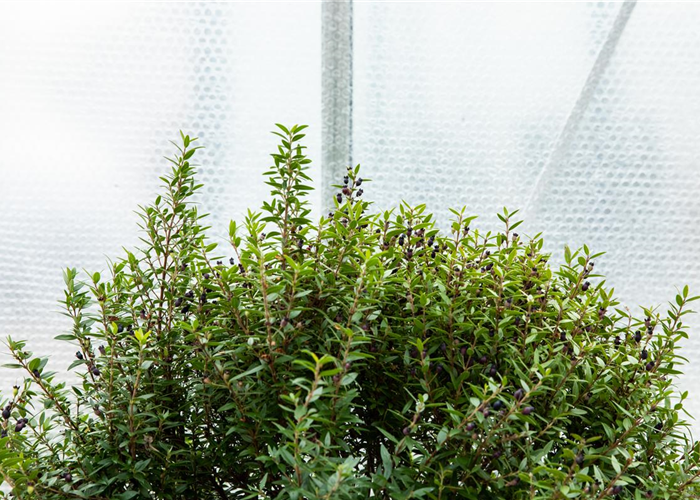 Wie Pflanzen überwintern und im Frühjahr wieder neu erwachen Wie Pflanzen überwintern und im Frühjahr wieder neu erwachen