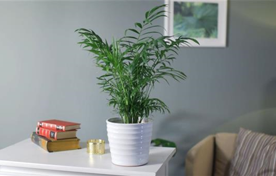 Zimmerpflanzenportrait - Bergpalme