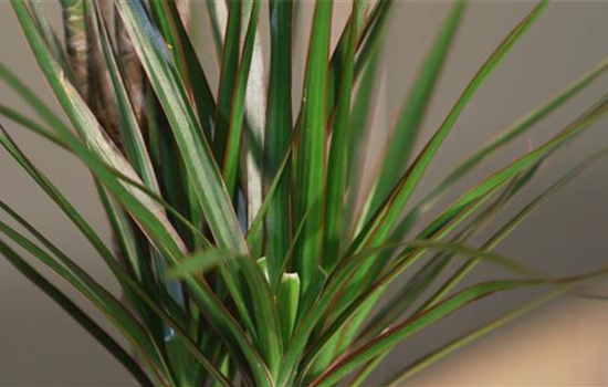 Zimmerpflanzenportrait - Drachenbaum