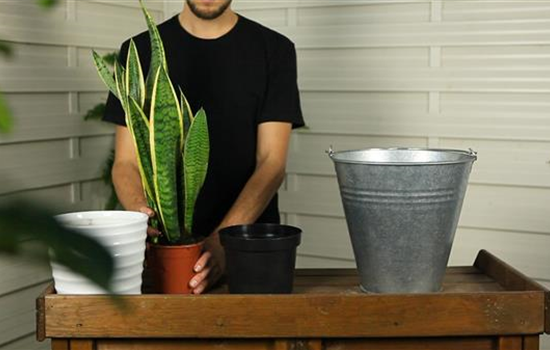 Bogenhanf - Umtopfen Bogenhanf - Umtopfen