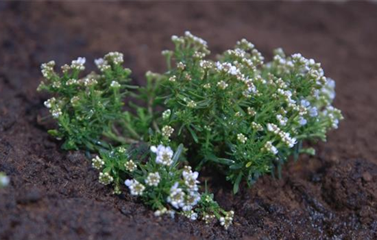 Schleifenblume - Einpflanzen im Garten Schleifenblume - Einpflanzen im Garten